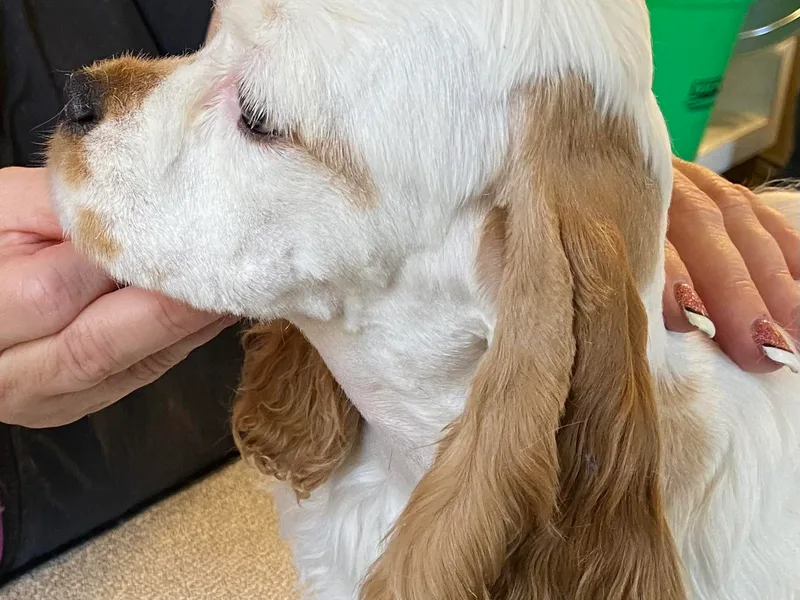 DEEZ Cocker Spaniels