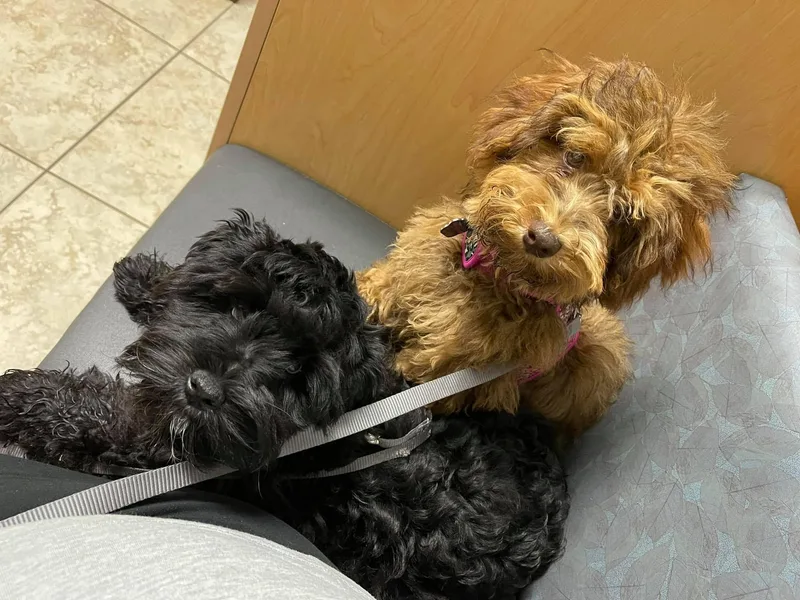 Deez Pups Magnificent Schnauzers