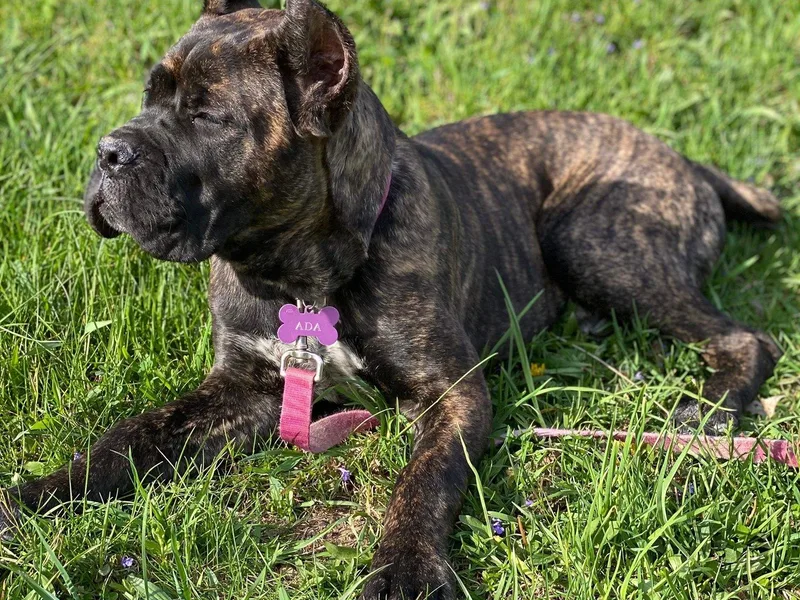 Defelice Cane Corso