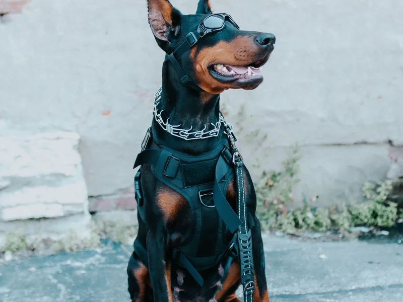 Defensive Dobermans