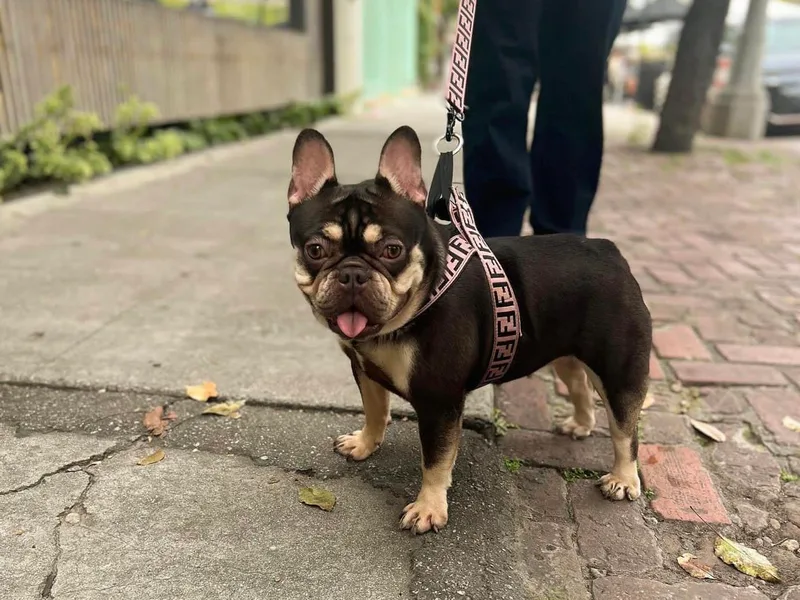 Degama Frenchies