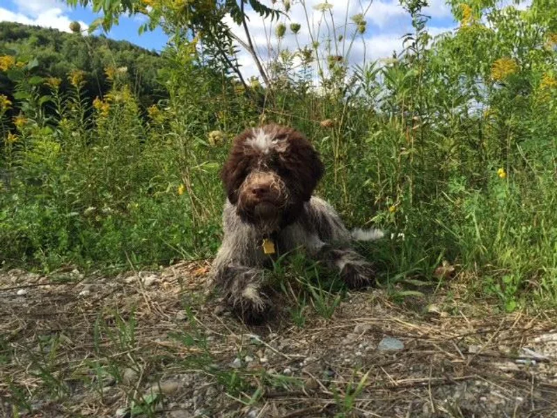 dei Allegre Lagotto Romagnolo
