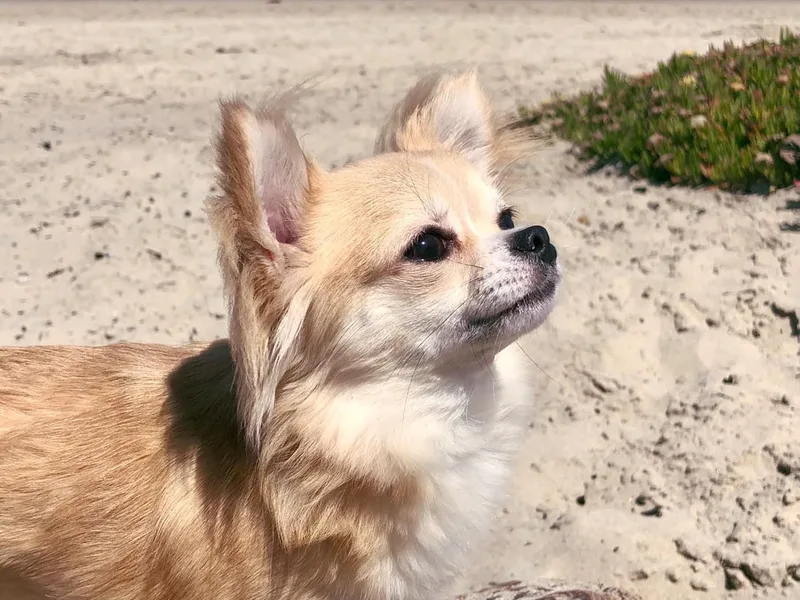 Dei’s Chihuahuas