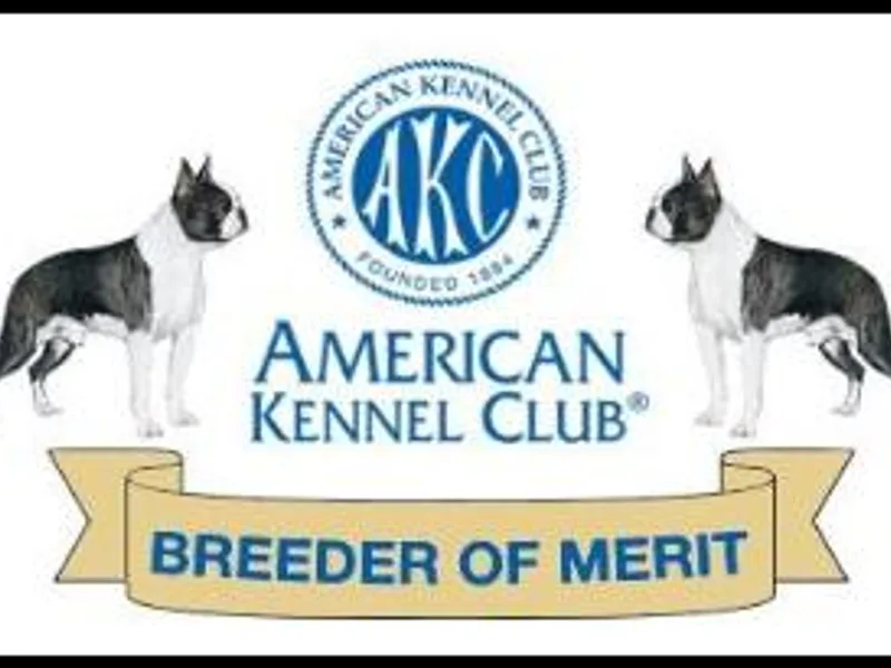 Deja-Vu Boston Terriers