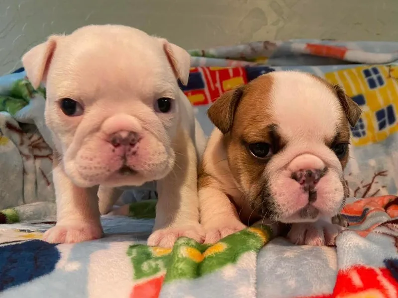 Dejah Bleu Bulldogs