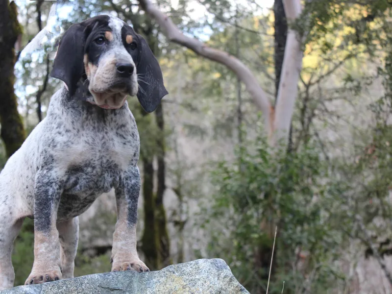 Dejah Bleu Kennels photo 1
