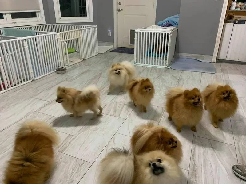 Del-May Pomeranians