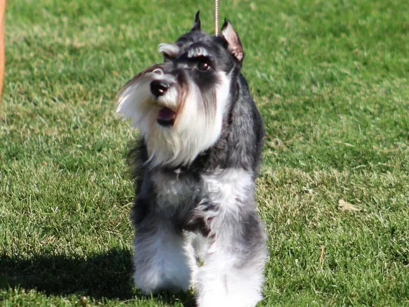 Del Sol Miniature Schnauzers