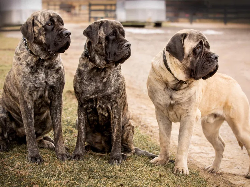 Delamar Mastiffs