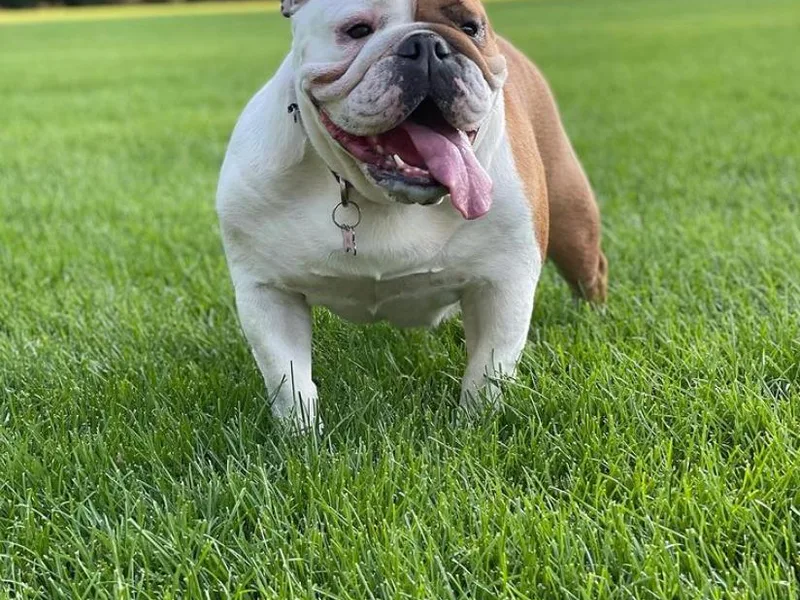 Delaney Baker's English Bulldogs