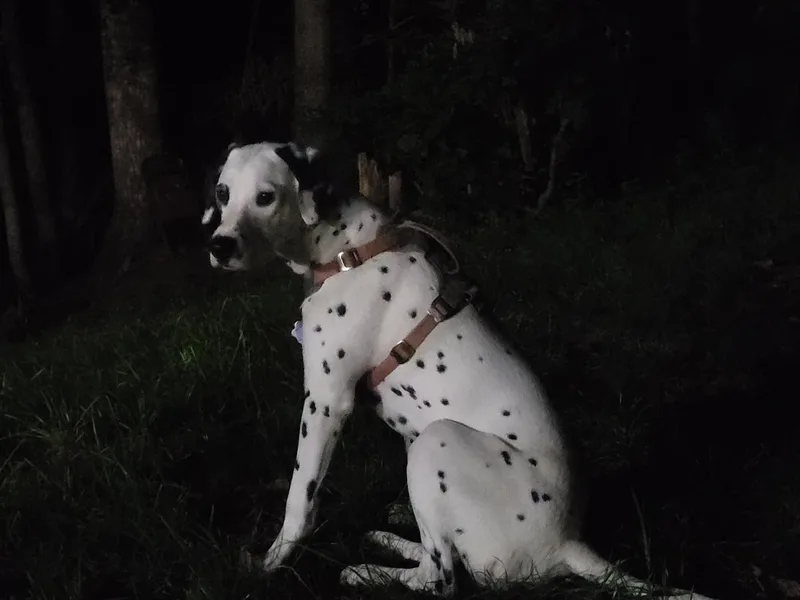 Delaney's Dalmatians 2