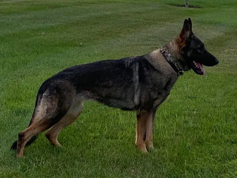 Delaney Working Dogs