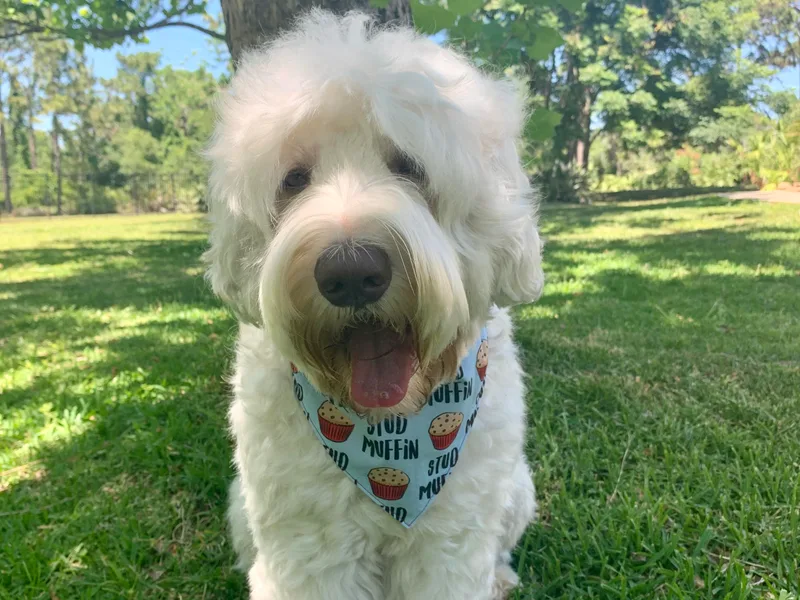 Delano Australian Labradoodles