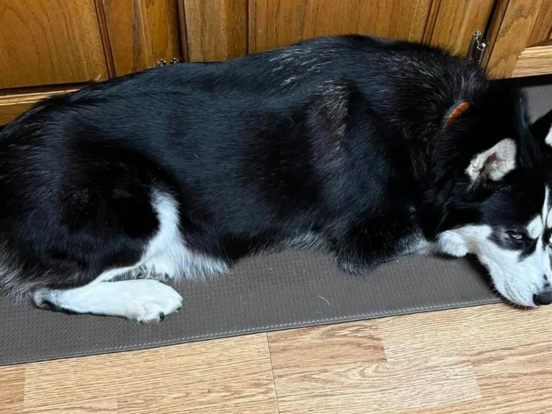 Delatte’s Siberian Huskies