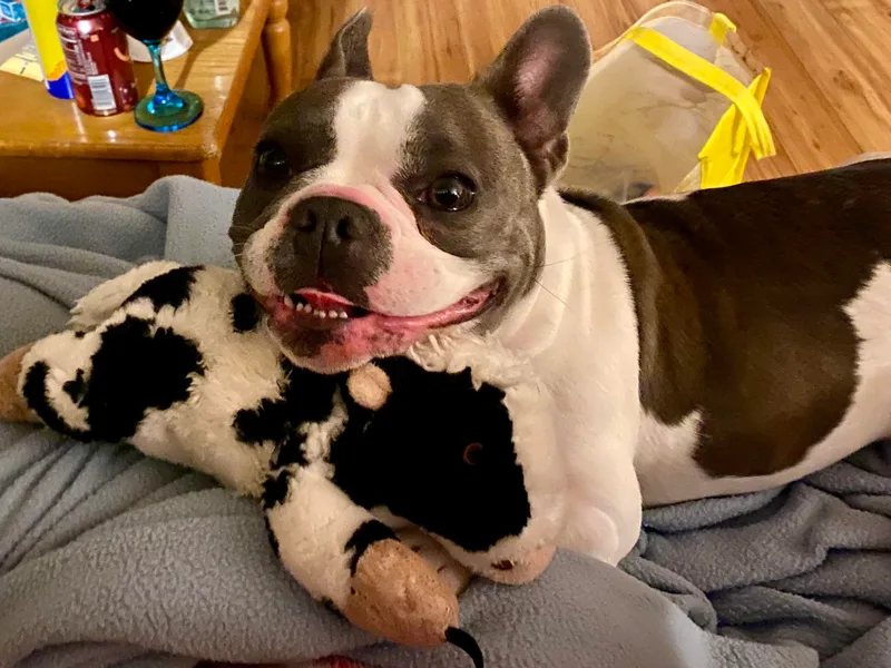 Delavan Sisters French Bulldogs