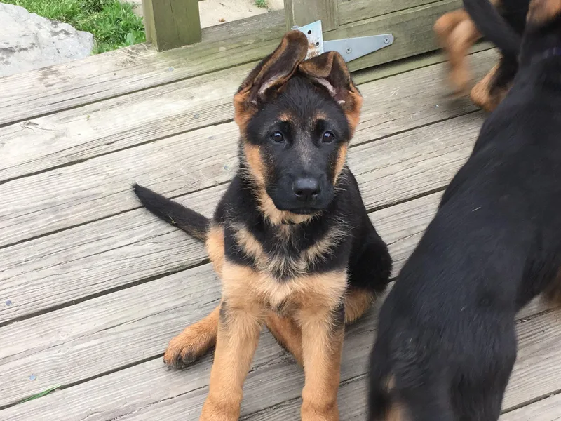 DeLeeuw German Shepherd Dogs