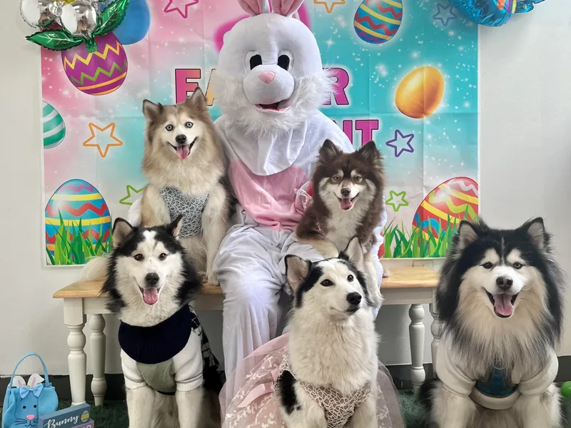 DeLeon’s Wolfpack Pomsky’s photo 1
