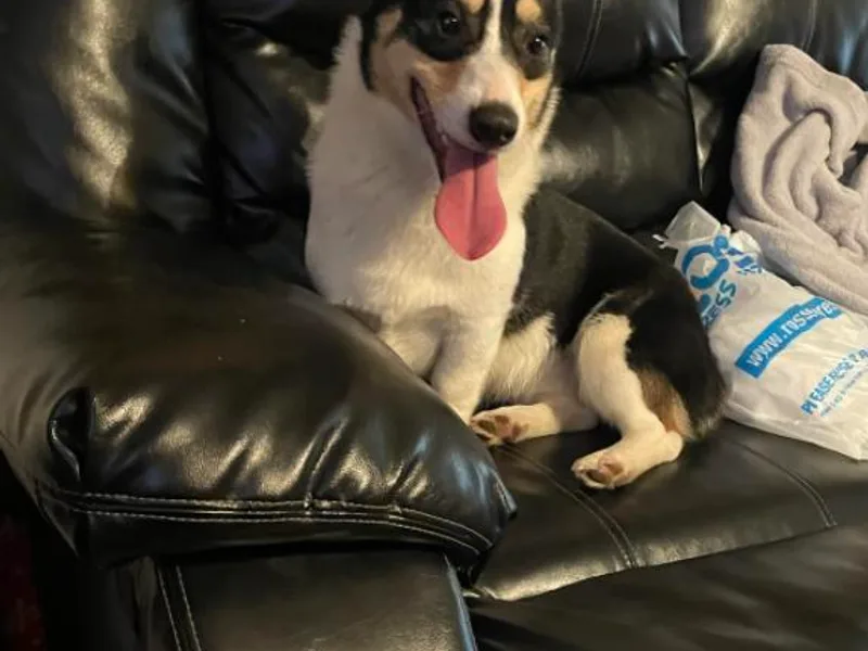 Delgado’s Corgi’s