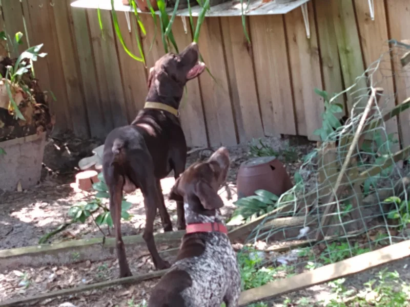 Delightful German Shorthaired Pointers