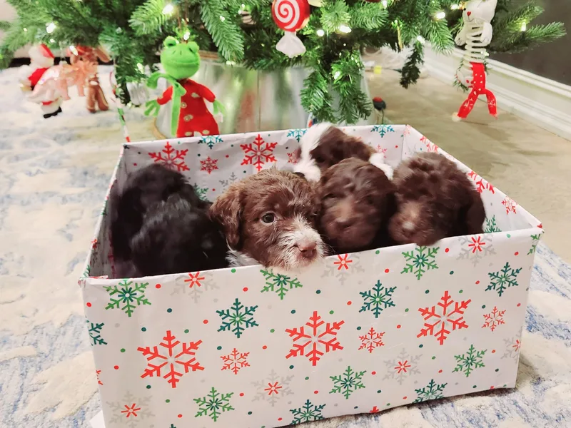 Delightfully Double Doodles