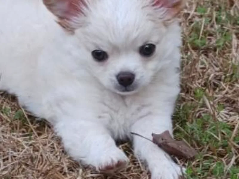 Delinda's Chihuahuas