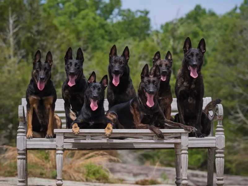 Della Fuoco Working Dogs