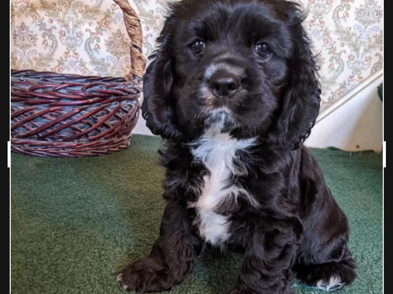 Della Luna Cocker Spaniels Puppies