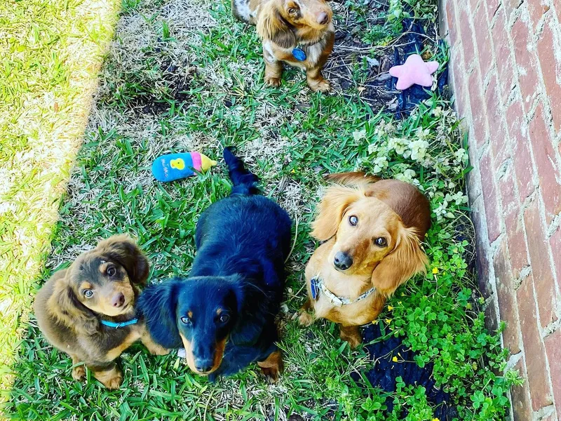 Della’s Doxies photo 1