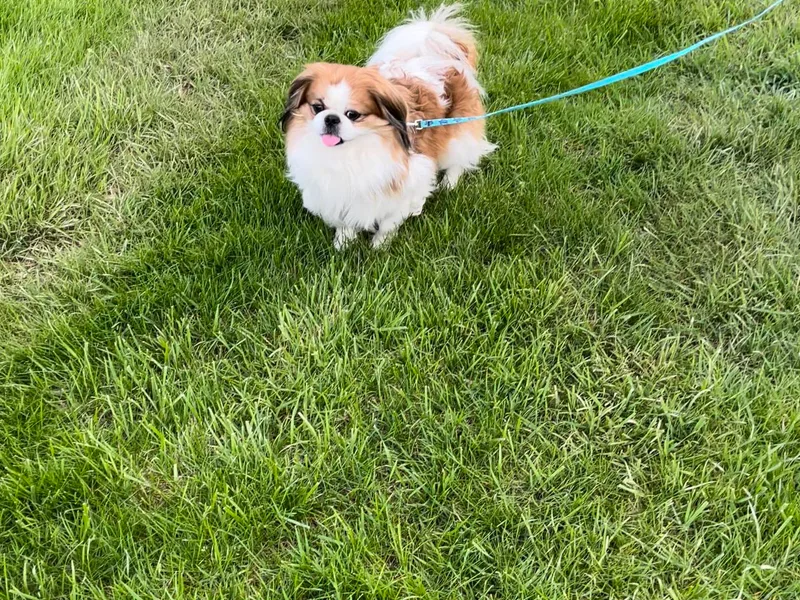 Della Serra Pekingese