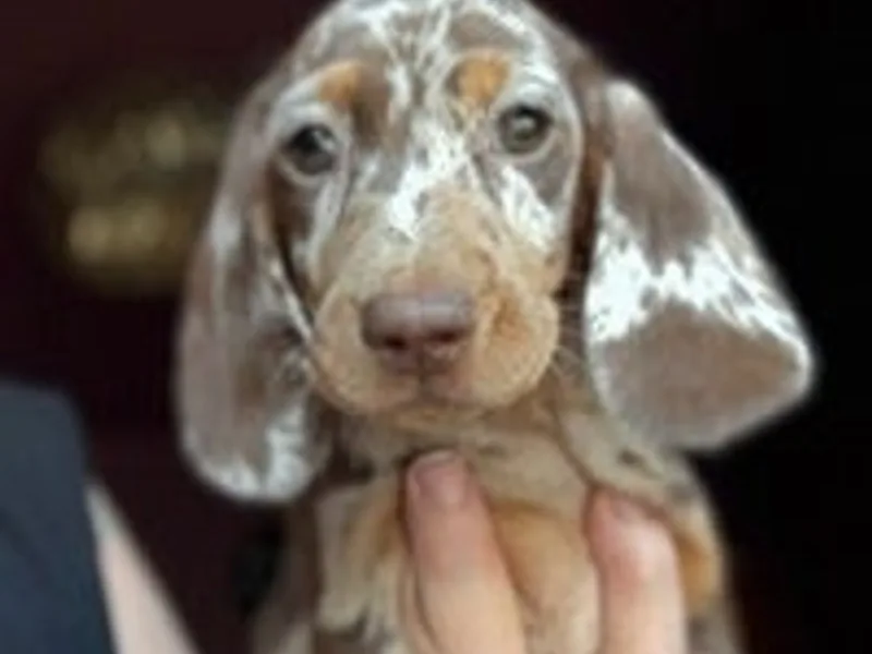 DELLM DACHSHUNDS photo 1