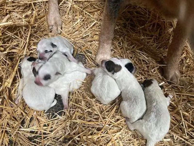 Dells Cattle Dogs