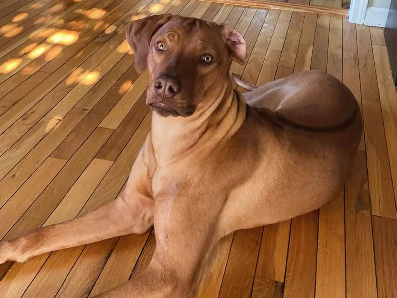 Delmar Ridge Kennels