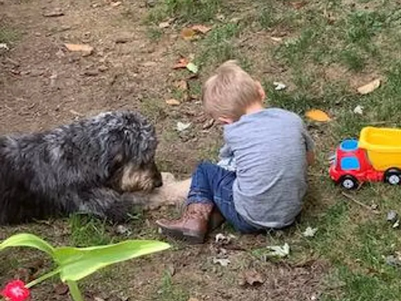 Delmarva Regal Doodles