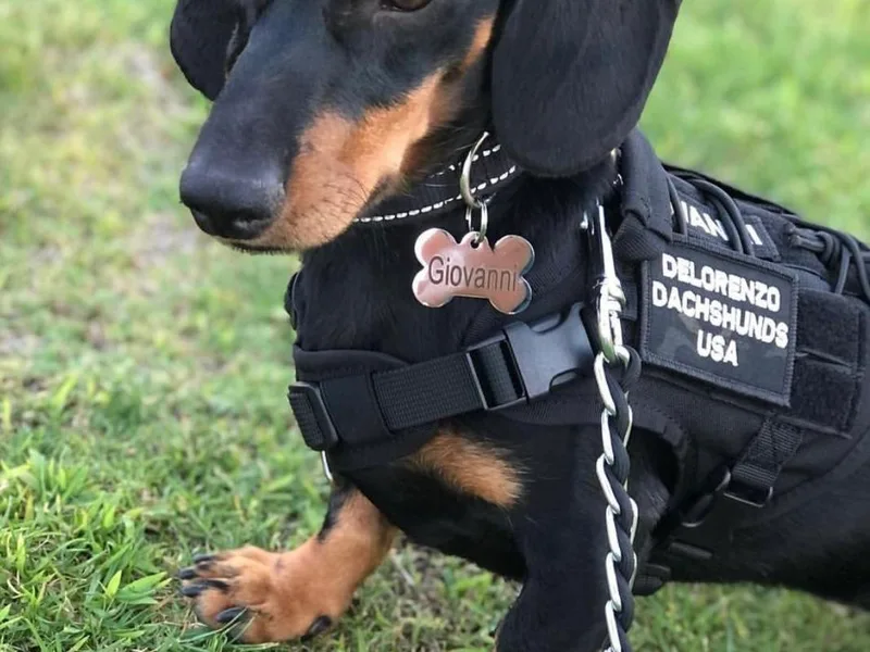 DeLorenzo Dachshunds