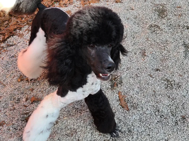 Delovely Standard Poodle’s &amp; Rottweiler’s