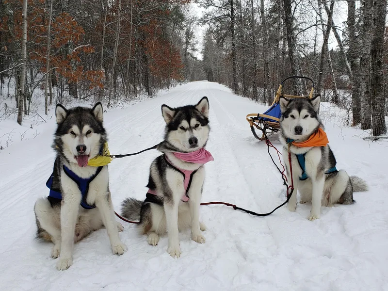 Delphi Alaskan Malamutes photo 1