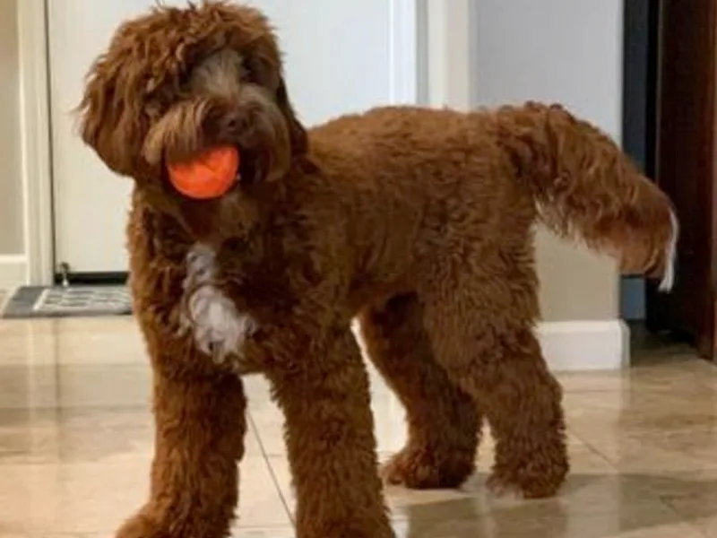 Delta Breeze Labradoodles