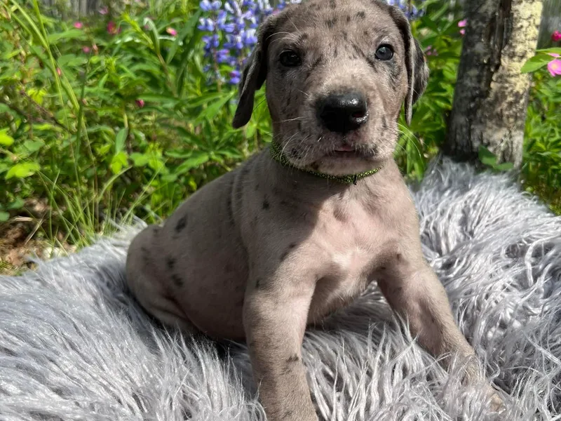 Delta Danes