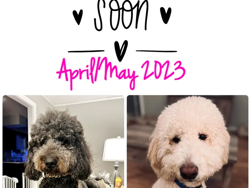 Delta Double Doodles