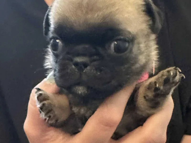 Delta pug puppies