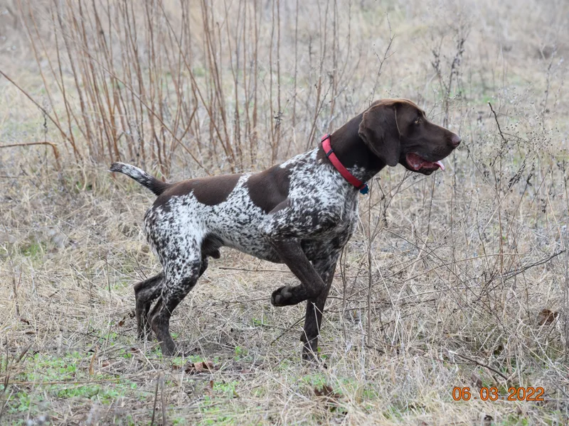 Dem Feuerhaus Gun Dogs