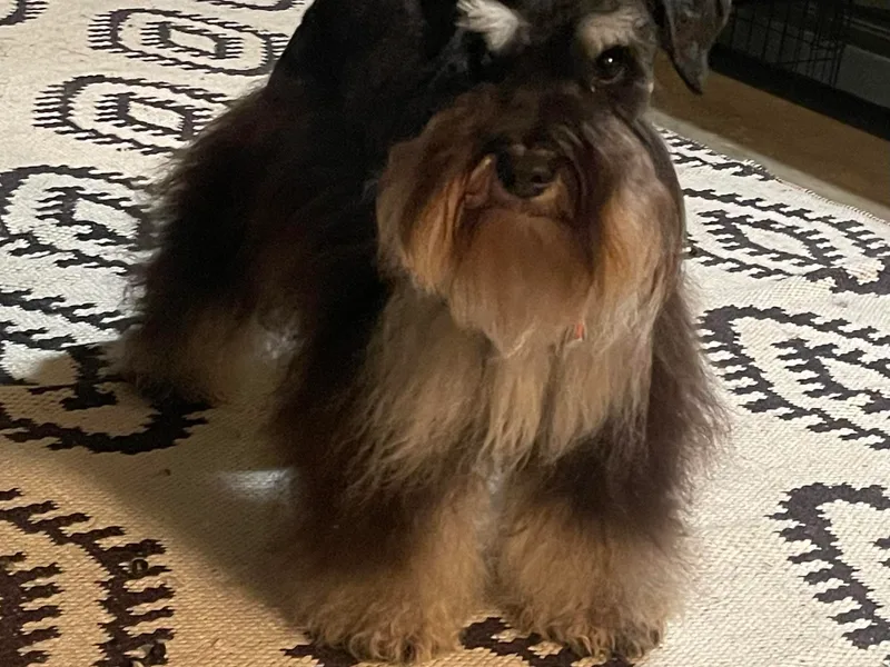 Demara’s Premium Schnauzers