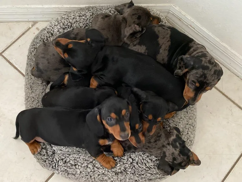 DeMarsh's Dachshunds