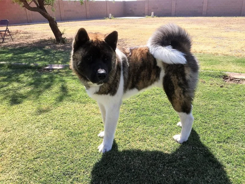 DeMeo Akitas
