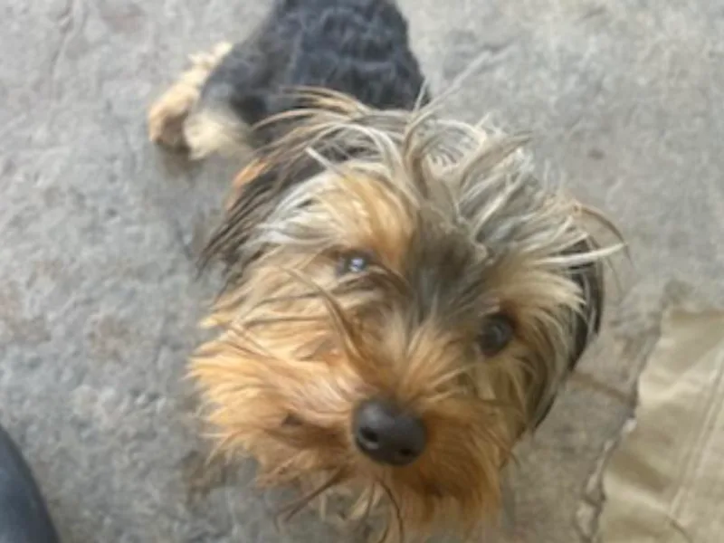 Demetria's Yorkies