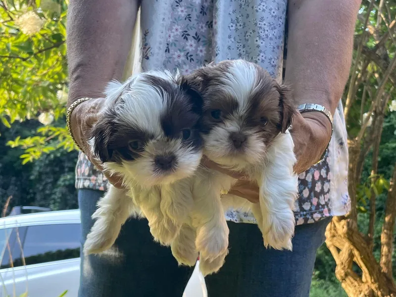 Dempsey’s Darlings