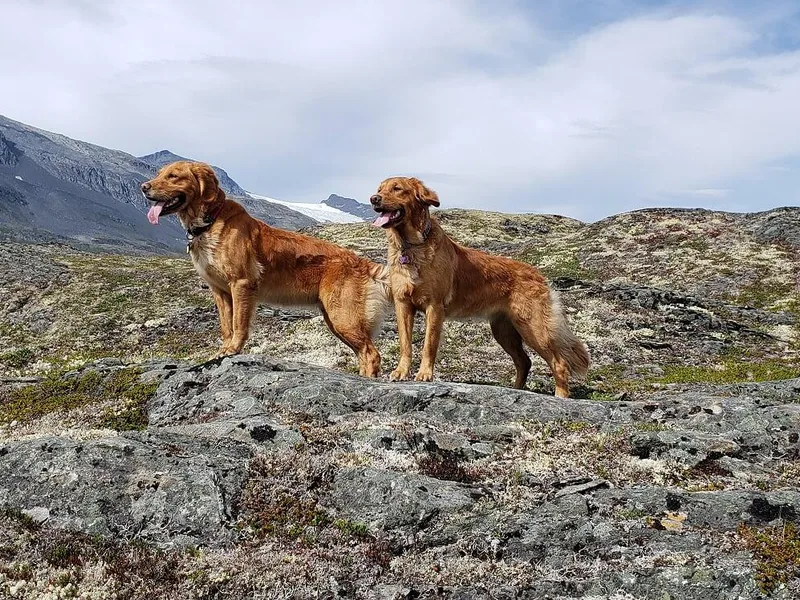 Denali Golden Retrievers