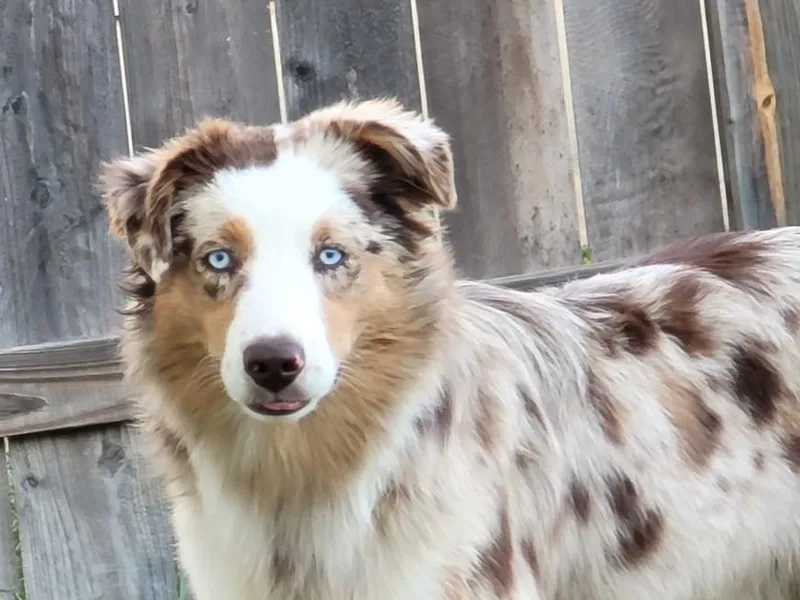 Denali Mini Aussies photo 1