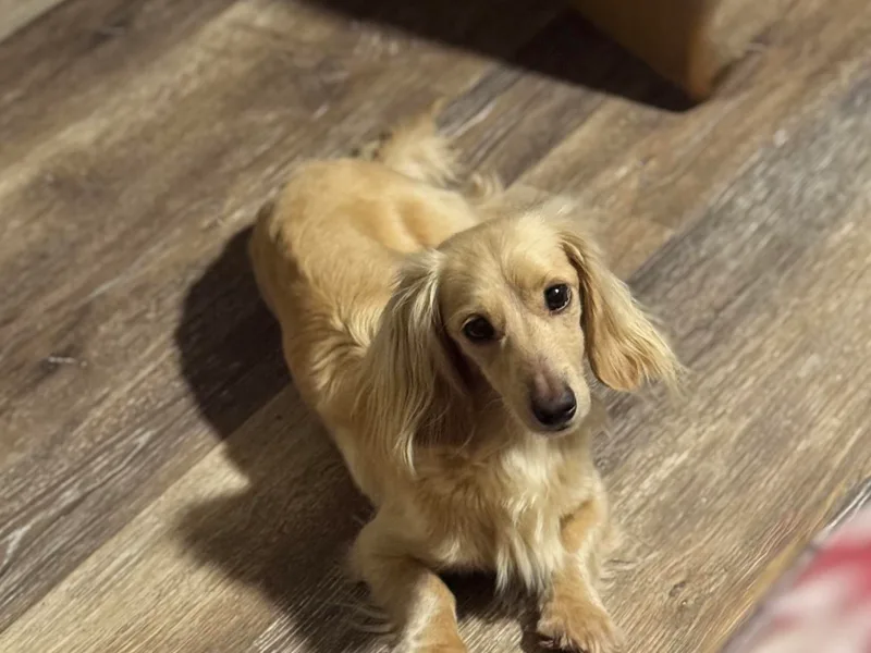 Denali Mini Dachshunds