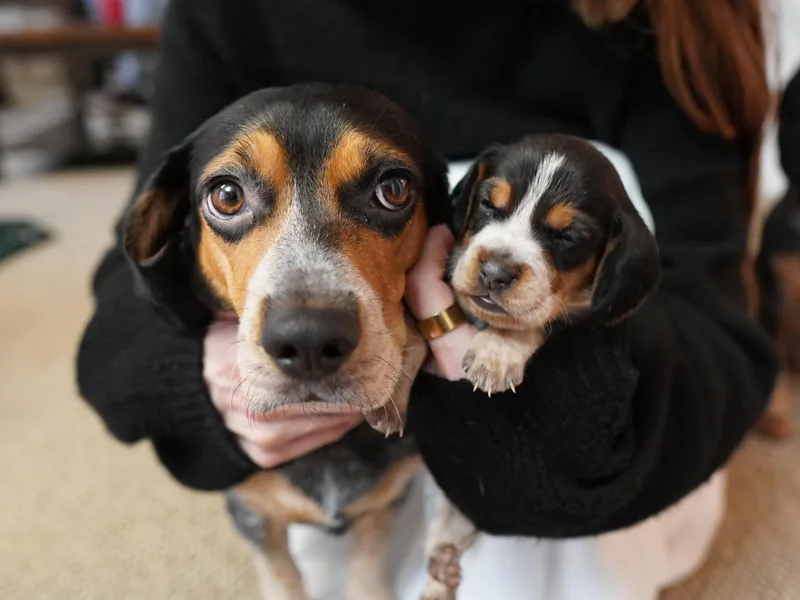 DeNard Beagles